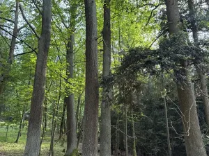 Prodej lesa, Hradiště, 4597 m2
