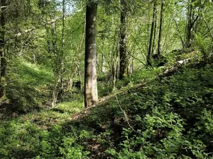 Prodej lesa, Velké Karlovice, 6375 m2