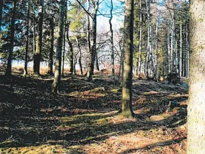Prodej lesa, Ždírec nad Doubravou, 900 m2