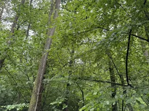 Prodej lesa, Běstvina, 1370 m2