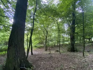 Prodej lesa, Olbramice, 2070 m2