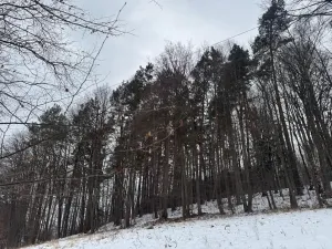 Prodej lesa, Malá Bystřice, 43476 m2