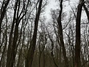 Prodej podílu lesa, Černěves, 892 m2