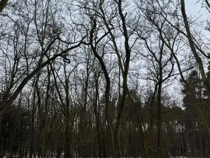 Prodej podílu lesa, Černěves, 892 m2