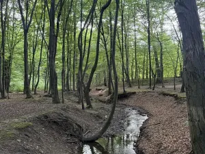 Prodej lesa, Frýdlant nad Ostravicí, 27036 m2