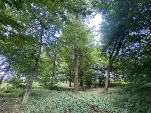 Prodej lesa, Olbramice, 4170 m2