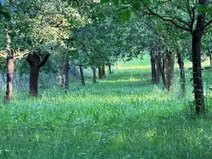 Prodej pozemku pro bydlení, Podolí, 1608 m2