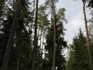 Prodej lesa, Všemyslice, 12022 m2