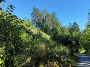Prodej lesa, Benešov u Semil, 4922 m2
