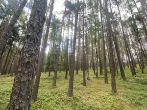 Prodej lesa, Chlumany, 4760 m2