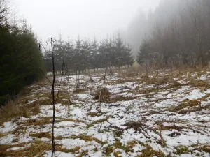 Dražba louky, Horní Planá, 3804 m2