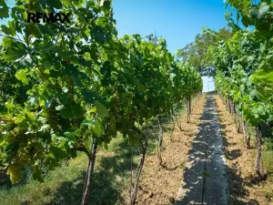Prodej vinného sklepa, Tvrdonice, 46 m2