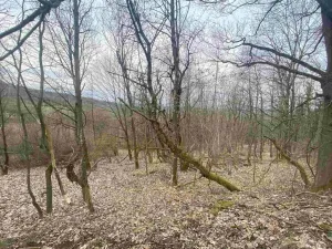Prodej pozemku, Mírová pod Kozákovem - Vesec, 1000 m2