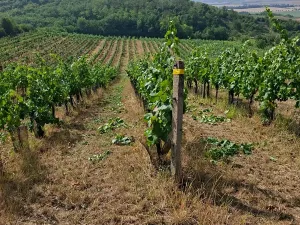 Prodej sadu/vinice, Velké Němčice, 90000 m2