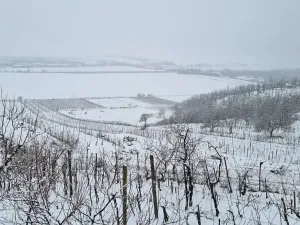 Prodej sadu/vinice, Perná, 132000 m2