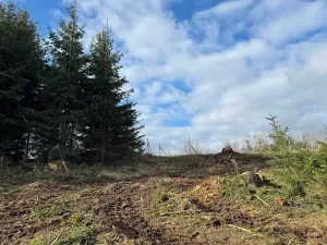 Prodej lesa, Pecka, 35108 m2