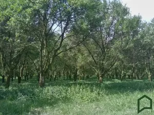 Prodej sadu/vinice, Vanovice, 5319 m2