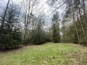 Prodej pozemku, Volfířov - Brandlín, 5958 m2