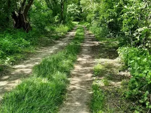 Prodej rybníku, Bulhary, 350 m2