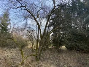 Prodej louky, Městečko Trnávka - Lázy, 1410 m2