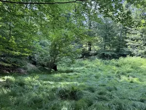 Prodej rybníku, Karviná, 12501 m2