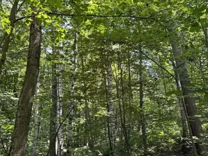 Prodej lesa, Petřvald, 5120 m2