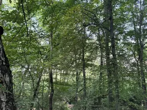Prodej lesa, Petřvald, 11962 m2