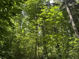 Prodej lesa, Kněžnice, 4780 m2