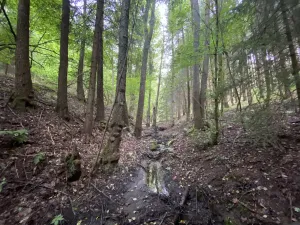 Prodej louky, Strážná, 2049 m2
