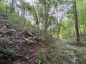 Prodej lesa, Strážná, 589 m2