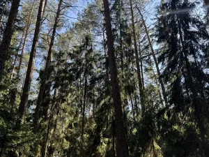 Prodej lesa, Jestřebí, 18879 m2
