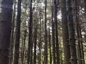 Prodej podílu lesa, Proseč pod Ještědem, 3598 m2