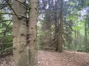 Prodej lesa, Strážná, 11485 m2