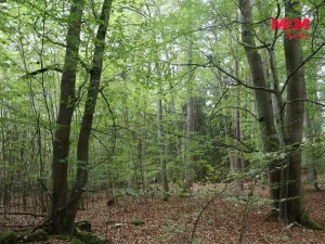 Prodej lesa, Chanovice - Újezd u Chanovic, 1762 m2