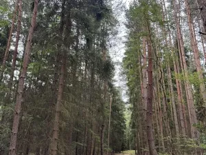 Prodej lesa, Řevničov, 11311 m2