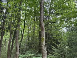 Prodej lesa, Řevničov, 11311 m2