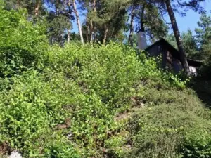Prodej lesa, Strunkovice nad Volyňkou, 2510 m2