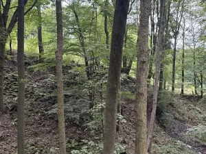 Prodej lesa, Malšovice, 62626 m2