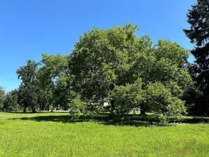 Prodej bytu 3+kk, Býchory, 101 m2