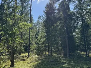 Prodej lesa, Novosedly nad Nežárkou, 67560 m2