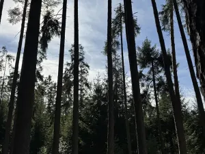 Prodej lesa, Novosedly nad Nežárkou, 67560 m2