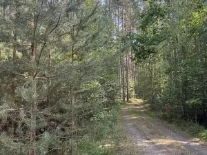 Prodej lesa, Novosedly nad Nežárkou, 67560 m2