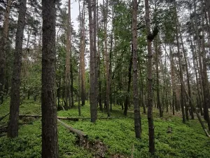 Prodej lesa, Čečelice, 21226 m2