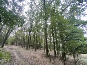 Prodej lesa, Ostřetín - Vysoká u Holic, 11957 m2