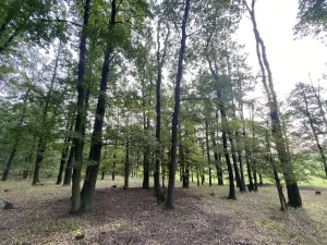 Prodej lesa, Ostřetín - Vysoká u Holic, 11957 m2