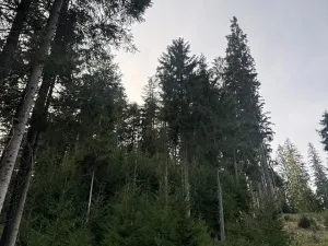 Prodej podílu lesa, Buk, 3198 m2