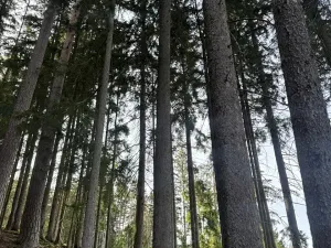 Prodej podílu lesa, Buk, 3198 m2
