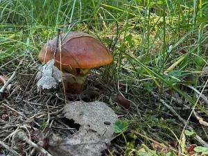 Prodej chaty, Borová, 53 m2