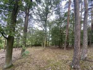 Prodej lesa, Ostřetín - Vysoká u Holic, 11957 m2