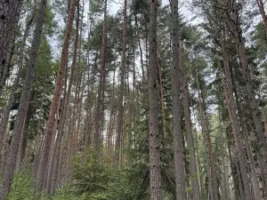 Prodej lesa, Velké Opatovice, 61114 m2
